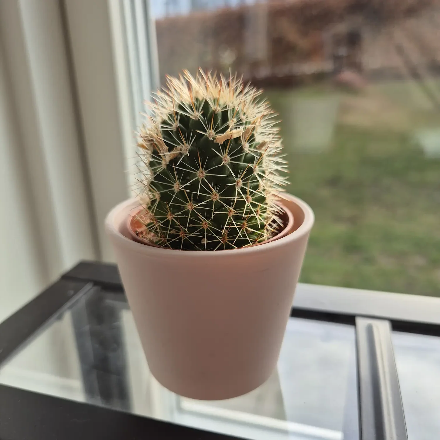 My houseplant catalogue