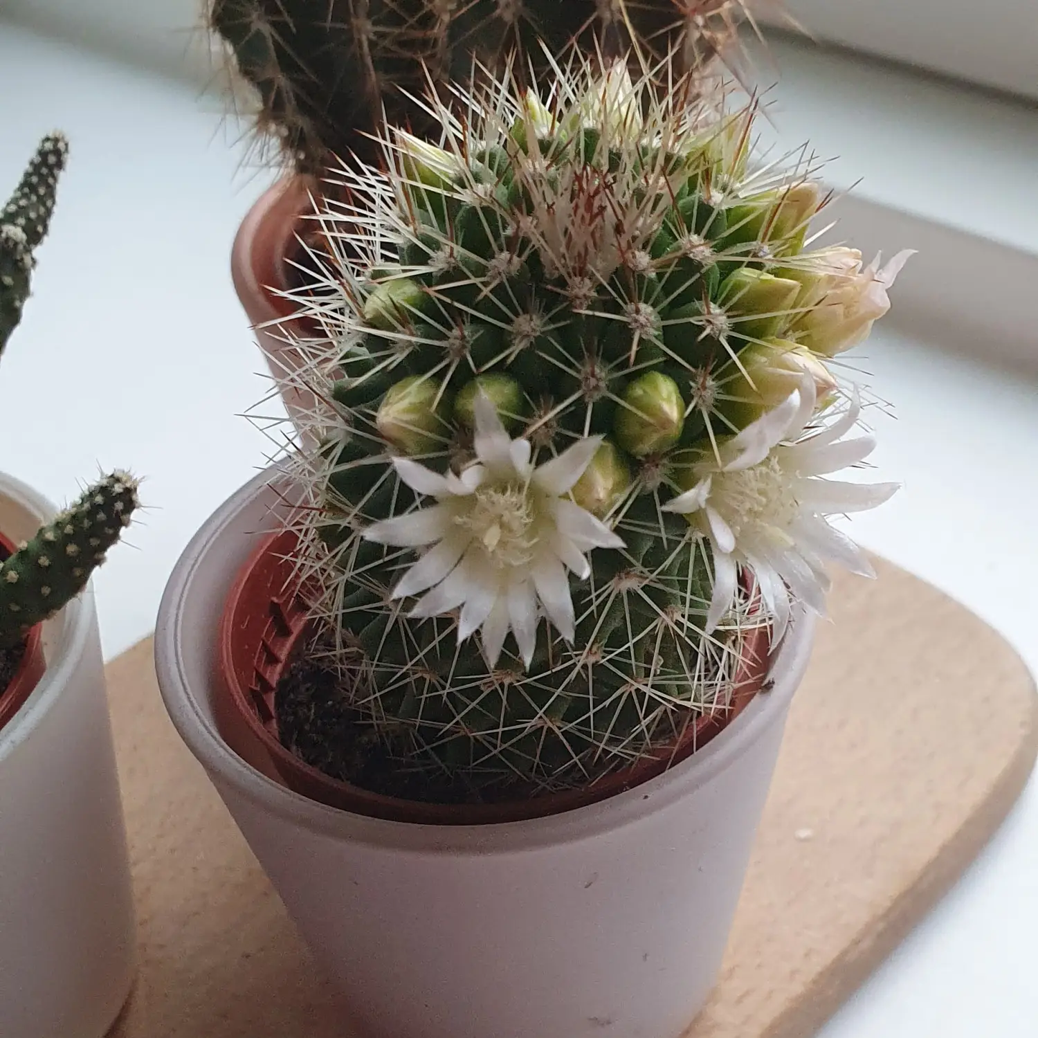 Alvin bloomed with flowers last summer