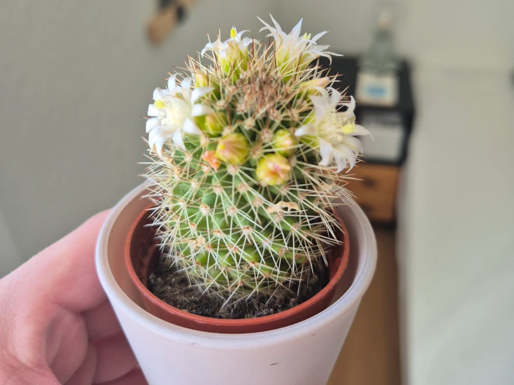 Second bloom in spring 2026. Even more flowers this time.
