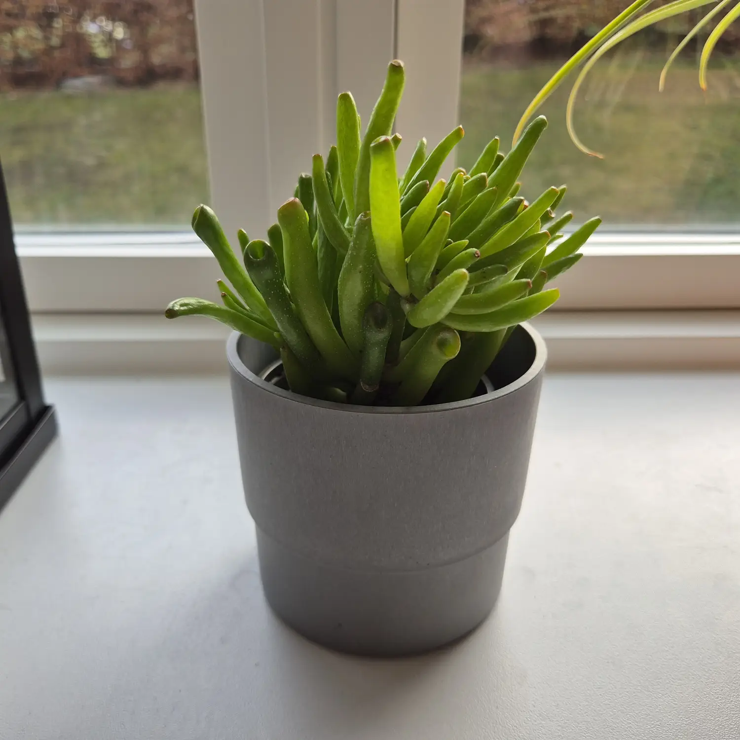 My houseplant catalogue