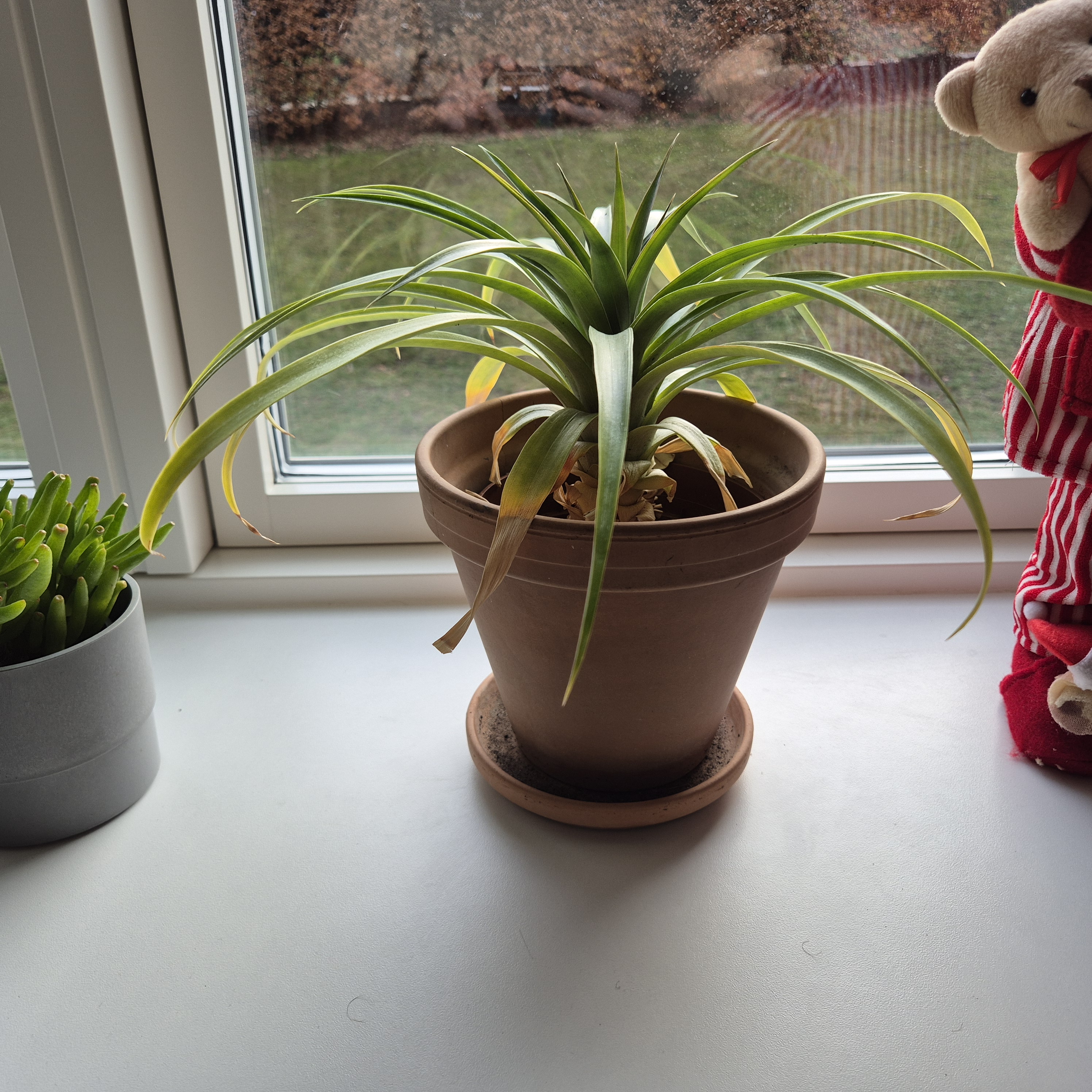 My houseplant catalogue