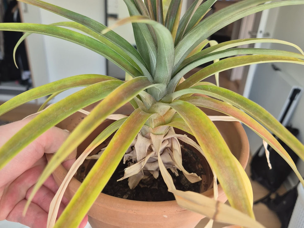 More than 2 years later, still going strong, but with many dead leaves