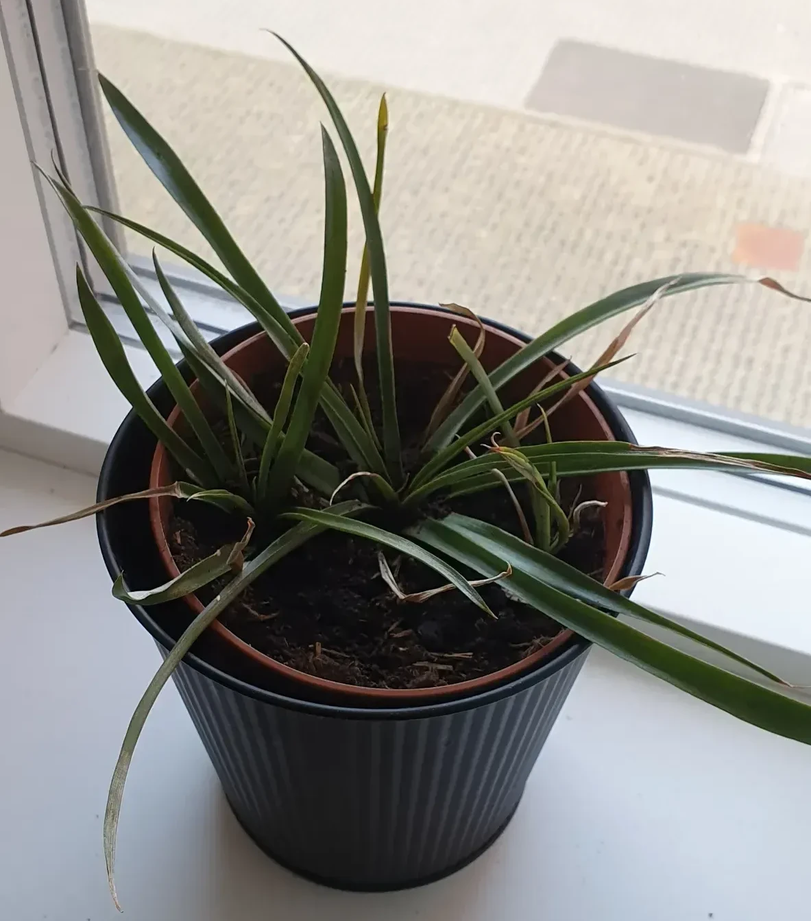 Bob when I moved apartment the first time.