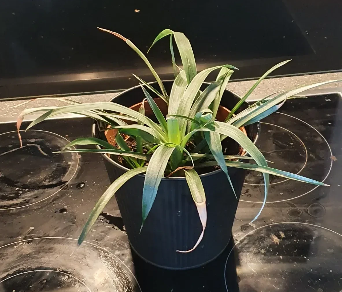 Bob about a year later, on the stove, supervising my cooking.