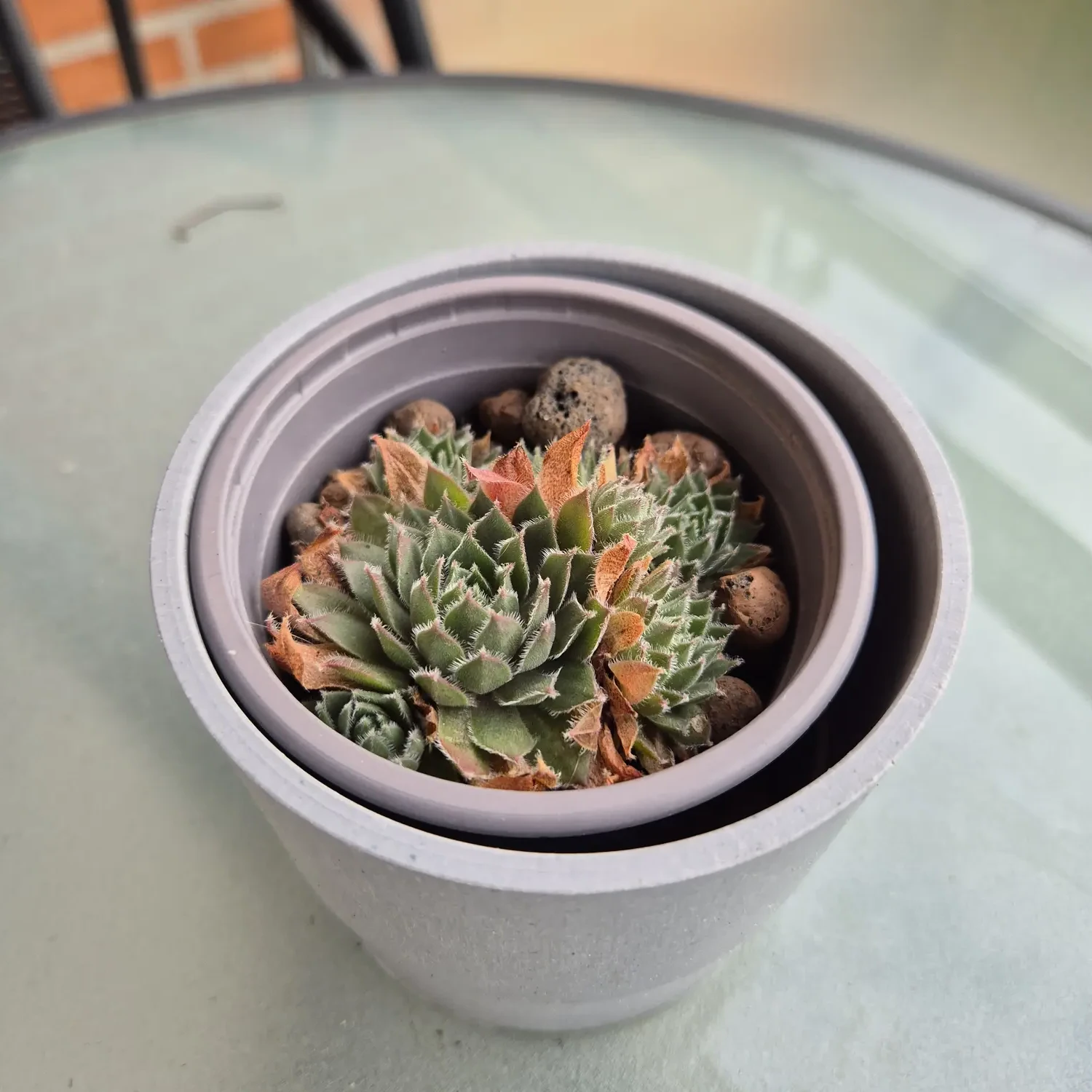 My houseplant catalogue