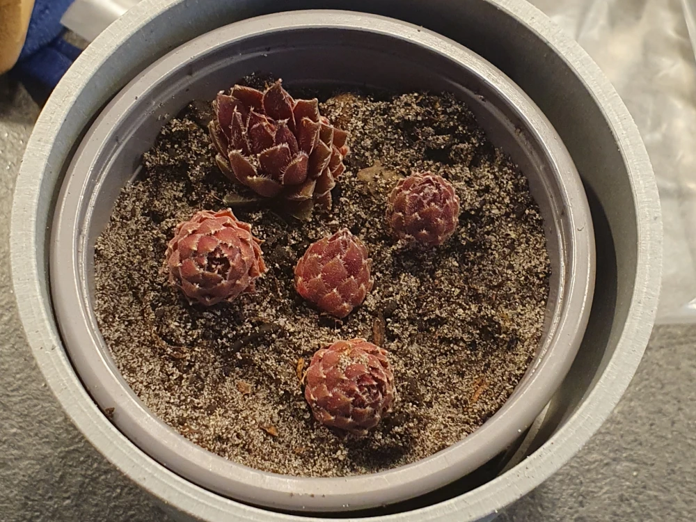 The houseleek when I first took them from my parents garden