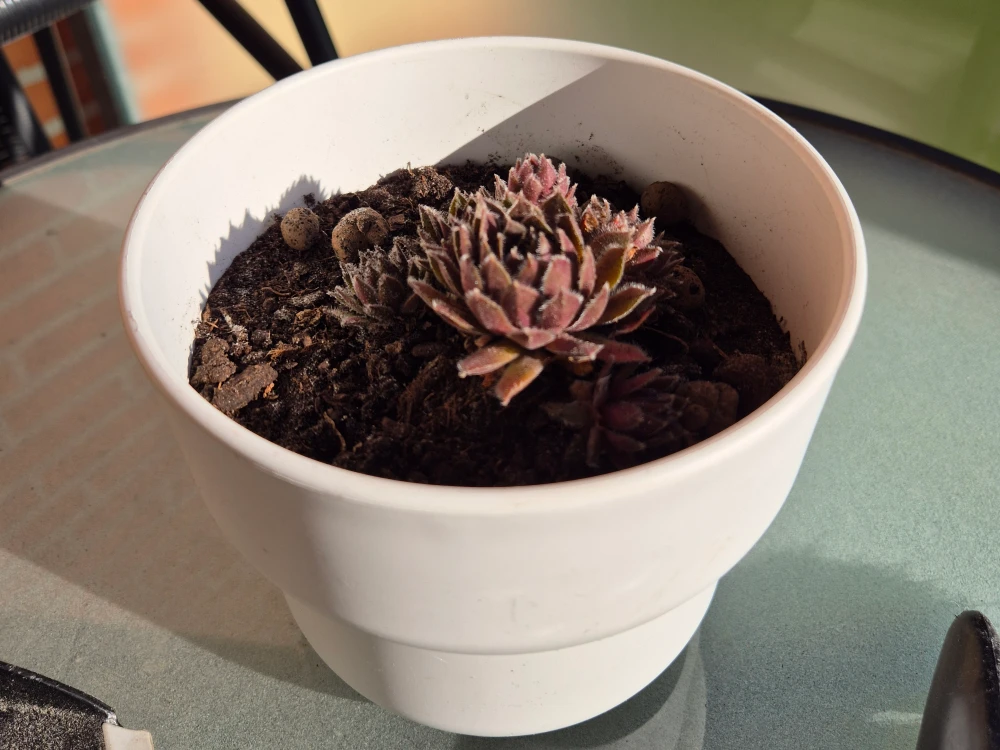 First re-potting of the plant. The roots were getting too big. Just in time for summer!