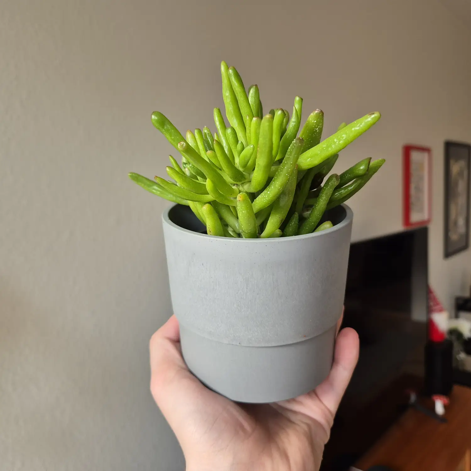 My houseplant catalogue