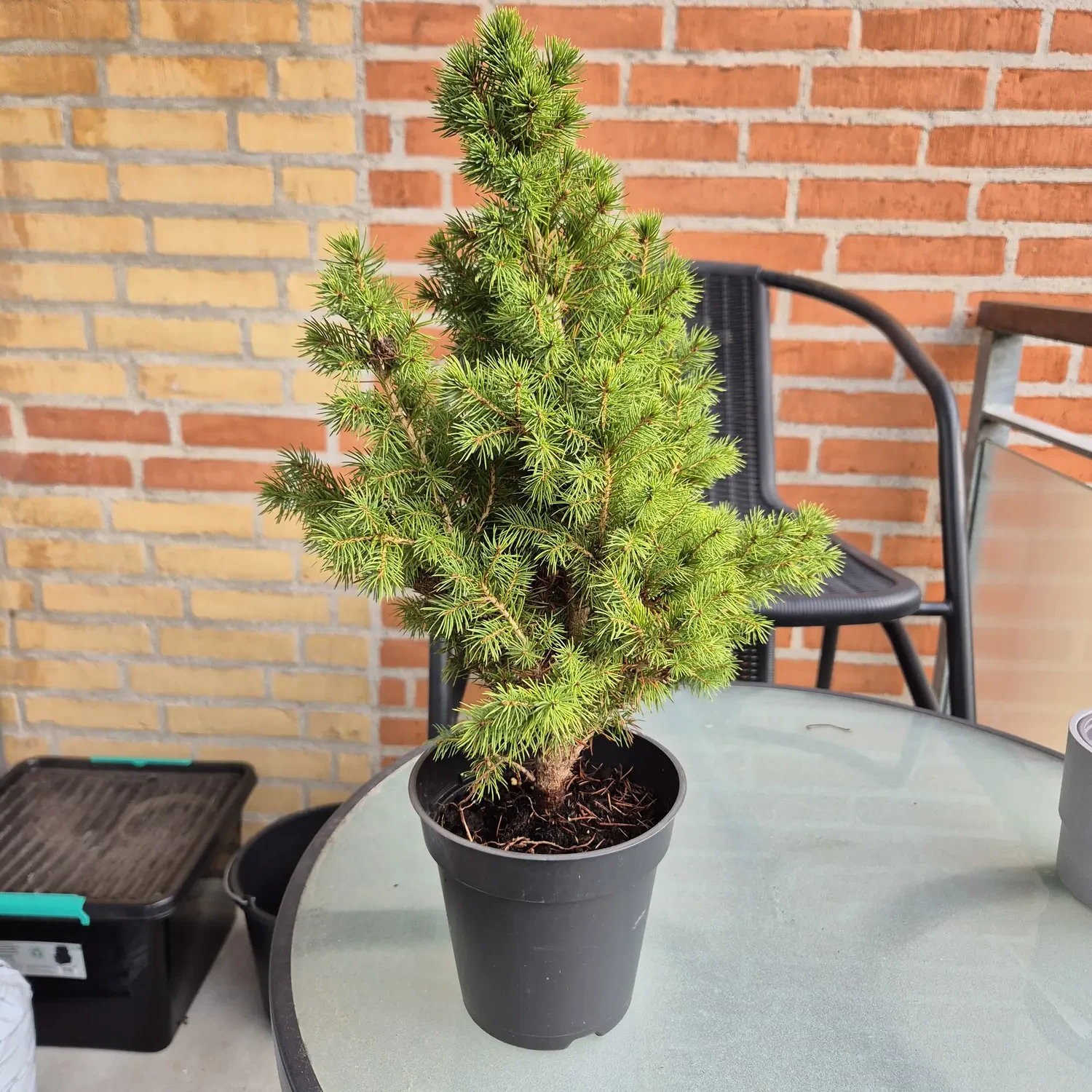 My houseplant catalogue