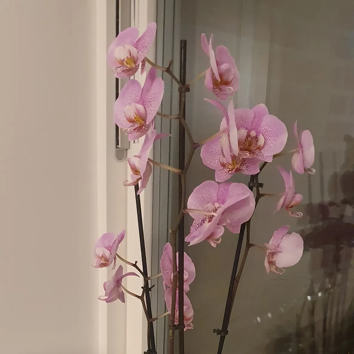 My houseplant catalogue