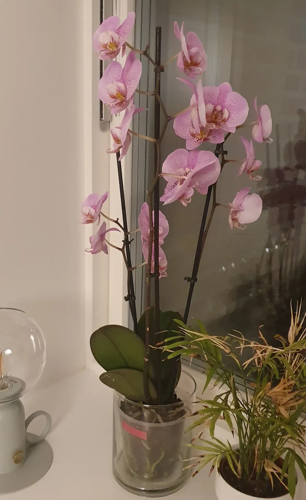 Ophelia in all her glory.