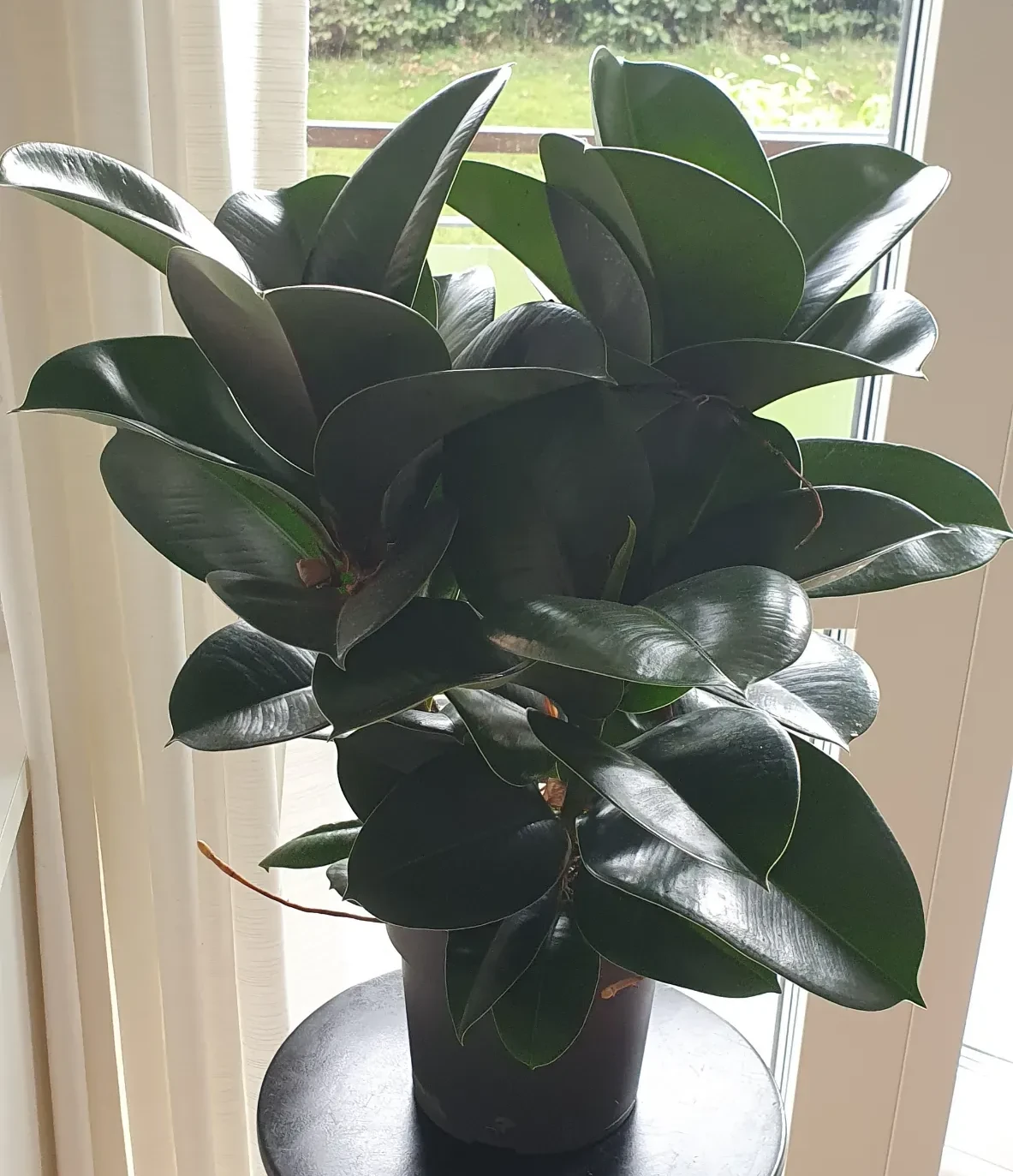 The first picture I took of Reinhardt