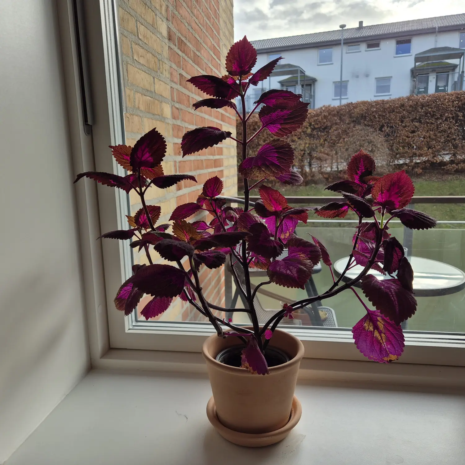 My houseplant catalogue