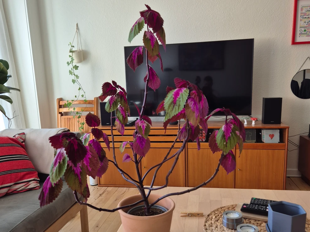 Rosa had become a bit leggy&hellip;