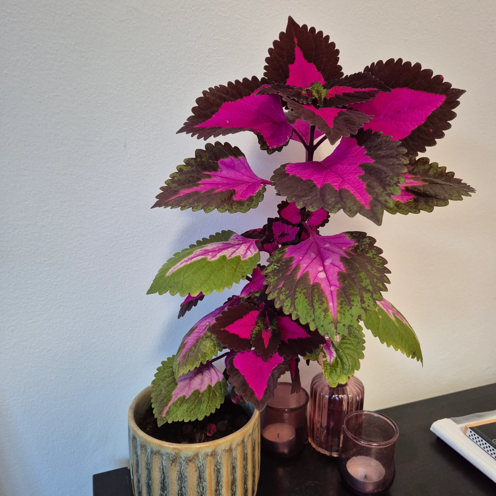 I gave my friends a cutting and called it Frantj. Very crooked specimen