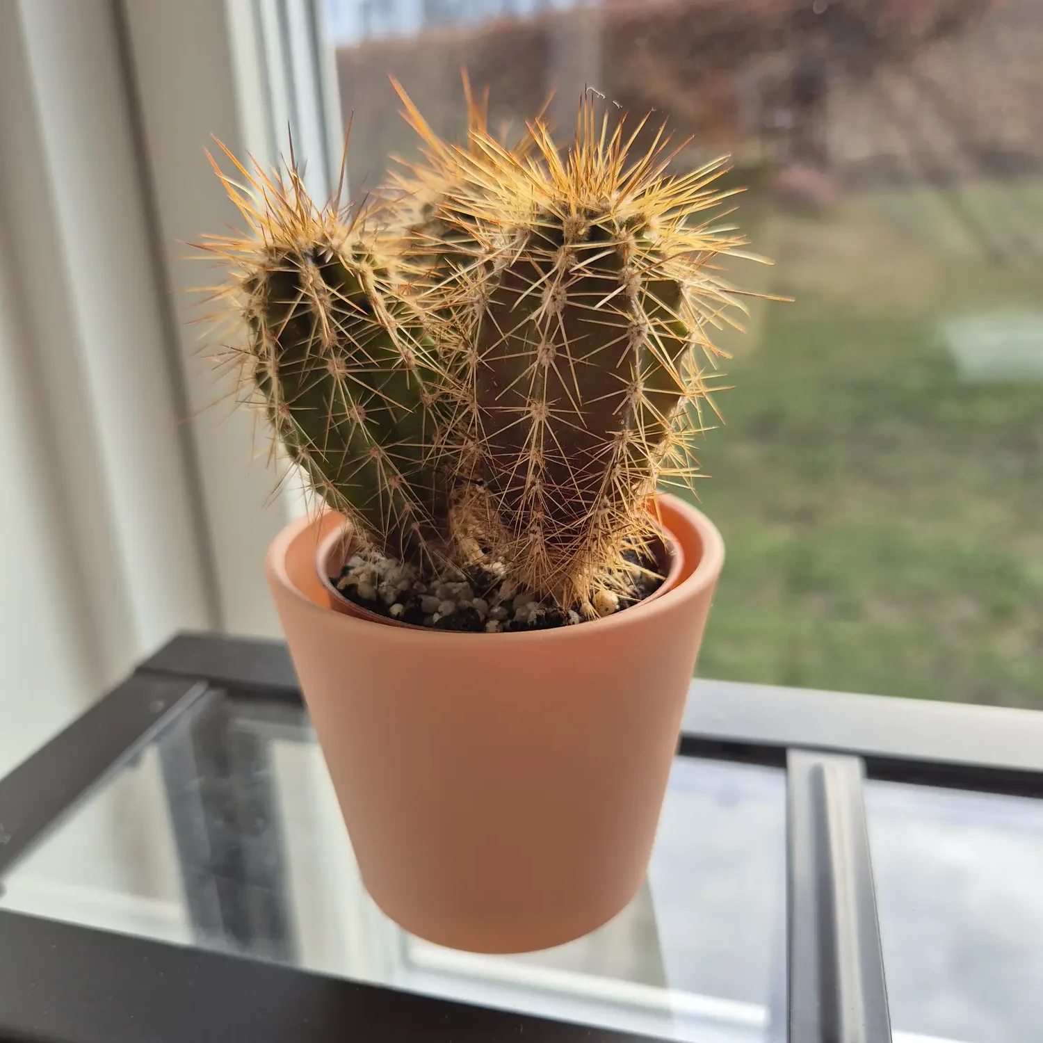 My houseplant catalogue