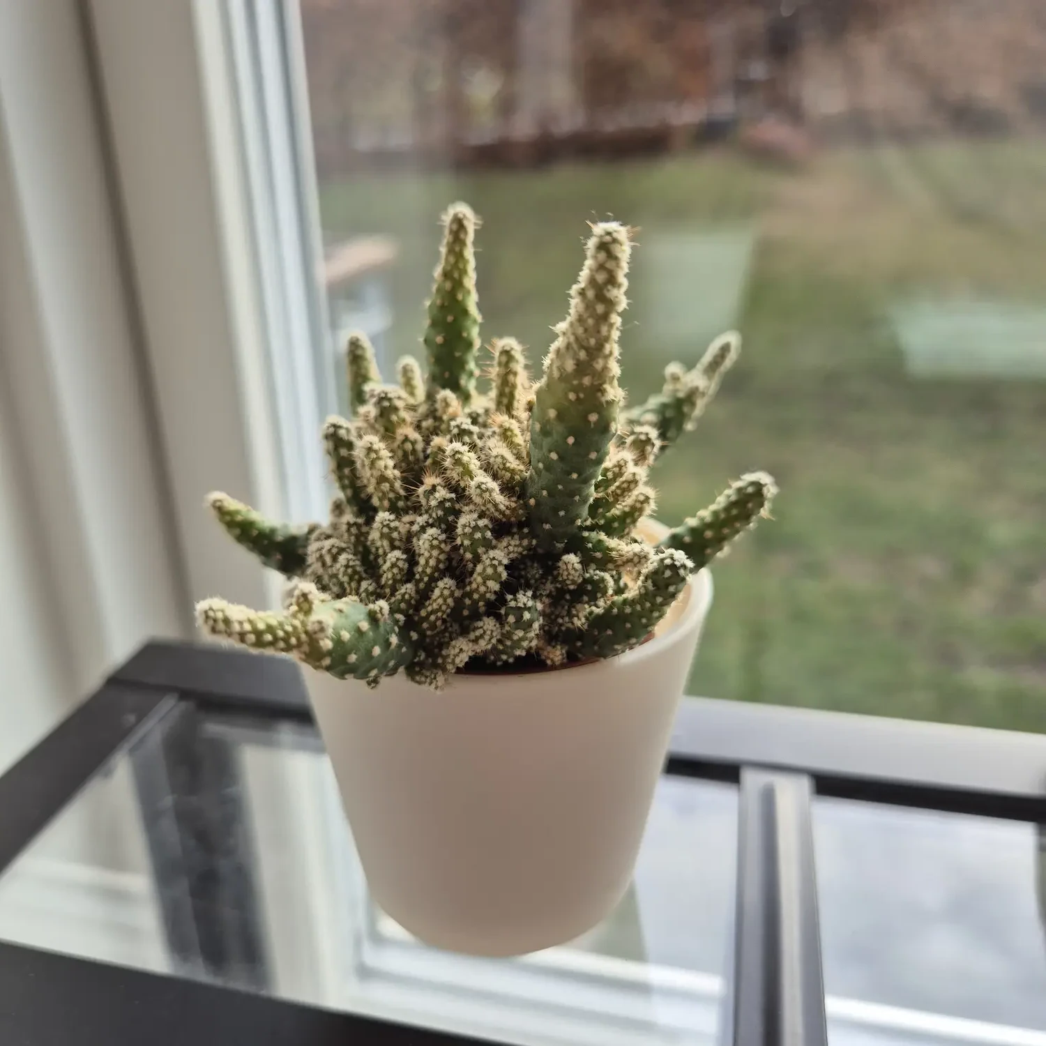 My houseplant catalogue