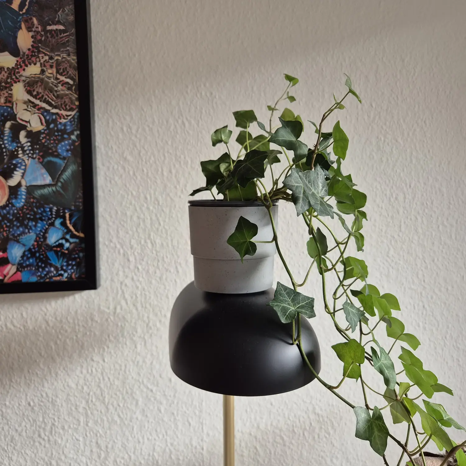 My houseplant catalogue