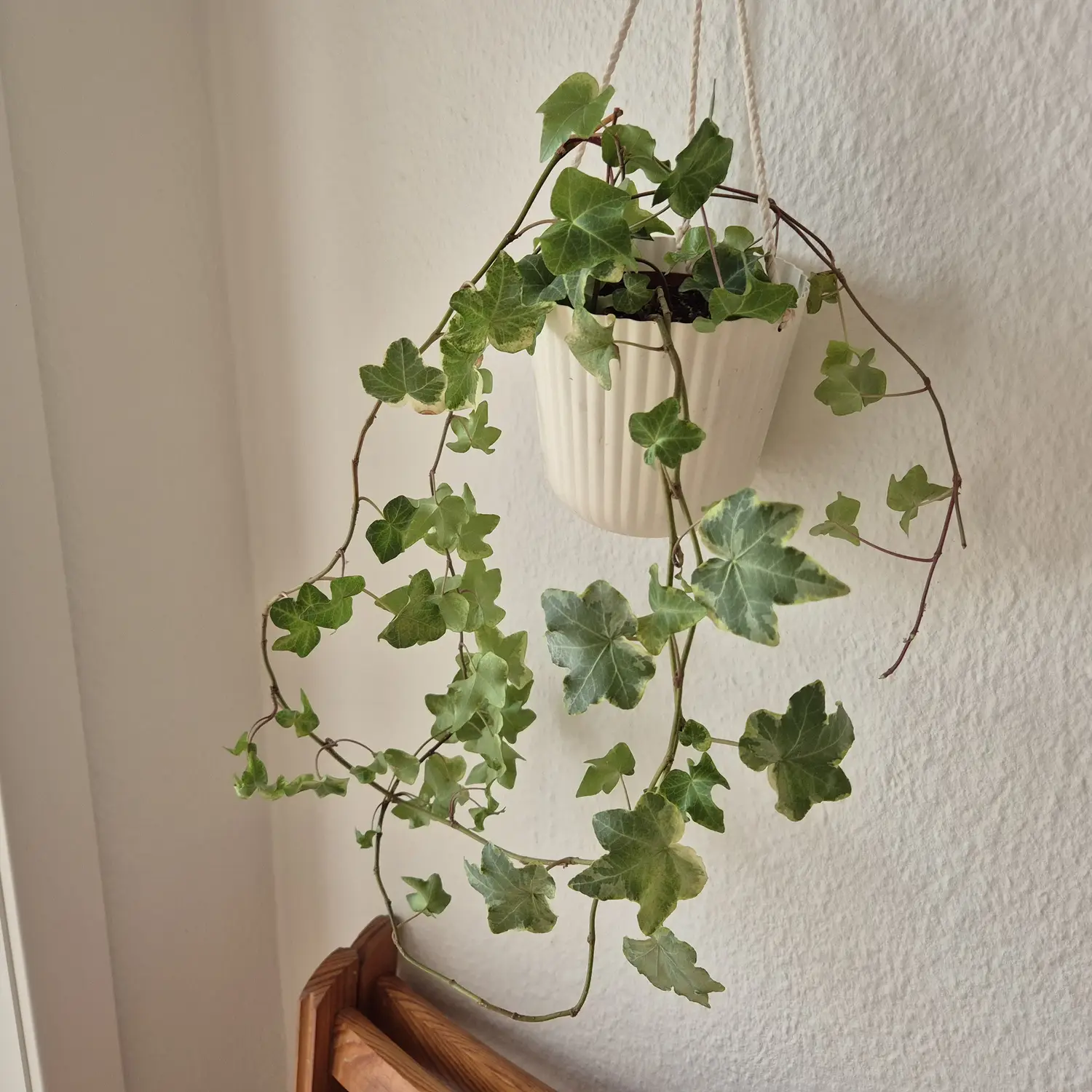 My houseplant catalogue