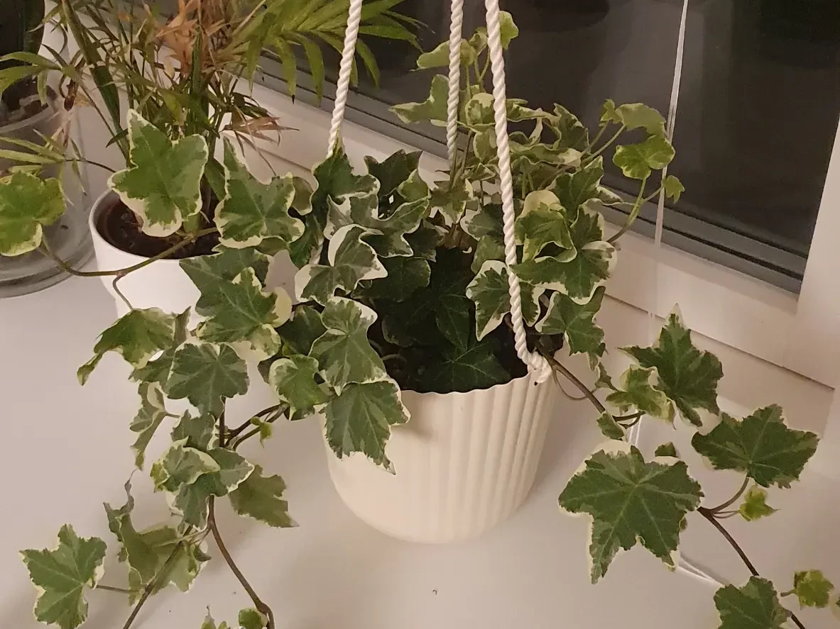 First picture taken of Voldo