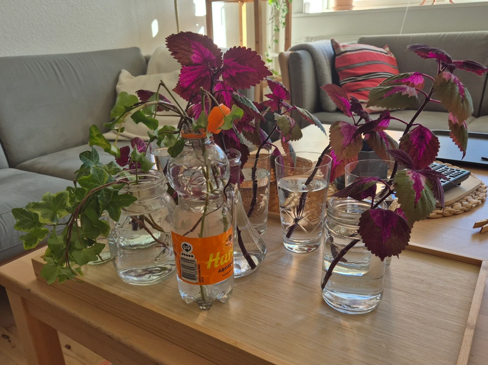 Propagation of Rosa and Voldo in my living room