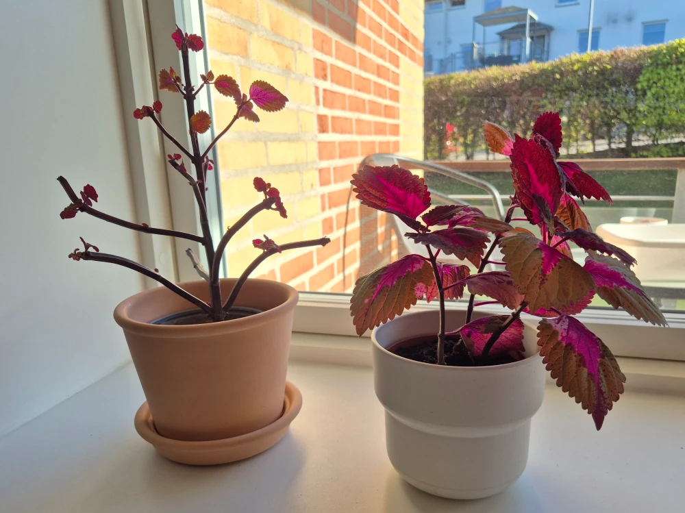 Rosa with emerging leaves and her yet-to-be-named daughter consisting of 3 cuttings